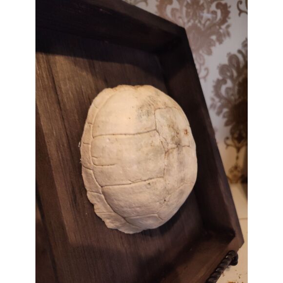 Eastern Box Turtle Fossil Shell in Rustic Wood Frame - Unique Wall Art Home Deco - Picture 2 of 5